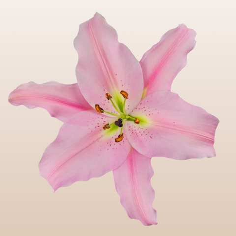 Emani Light Pink O Lilies