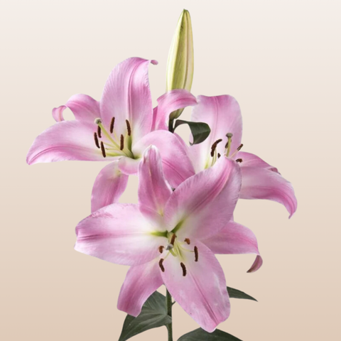 Emani Light Pink O Lilies