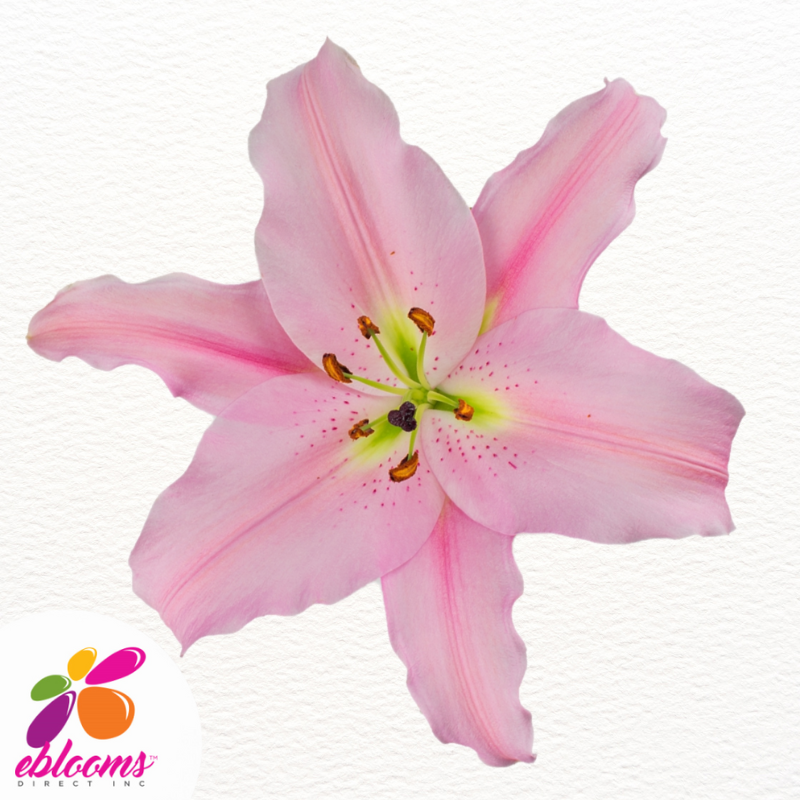 Emani Light Pink Oriental Lilies - EbloomsDirect