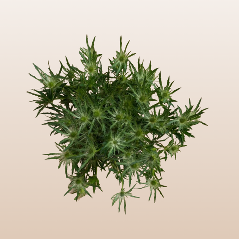 Eryngium Green Bell