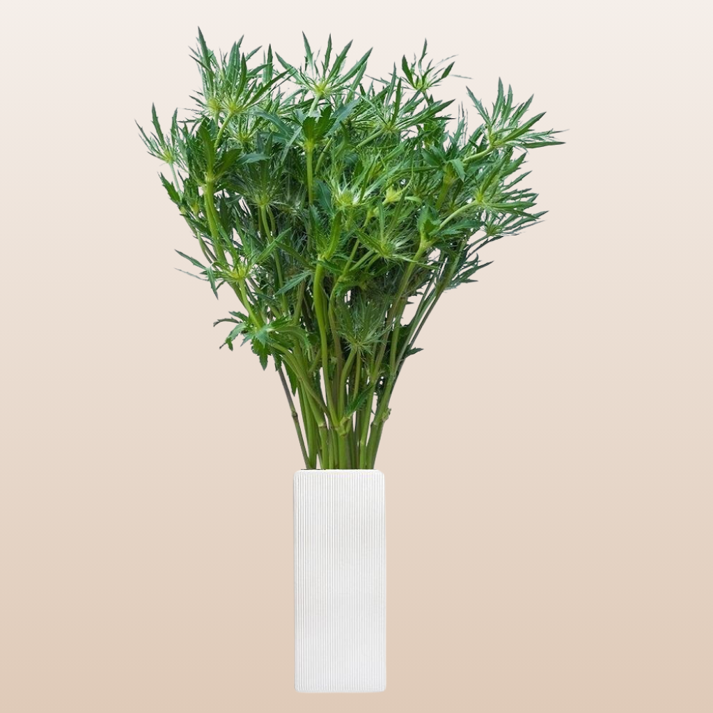 Eryngium Green Bell