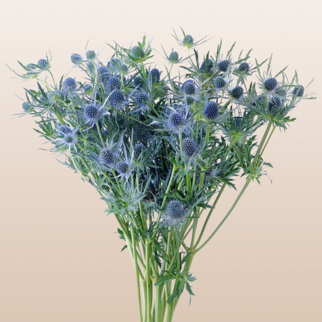 Eryngium Blue Lagoon