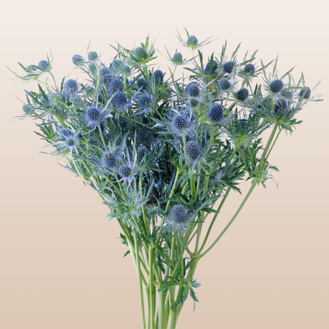 Eryngium Blue Lagoon