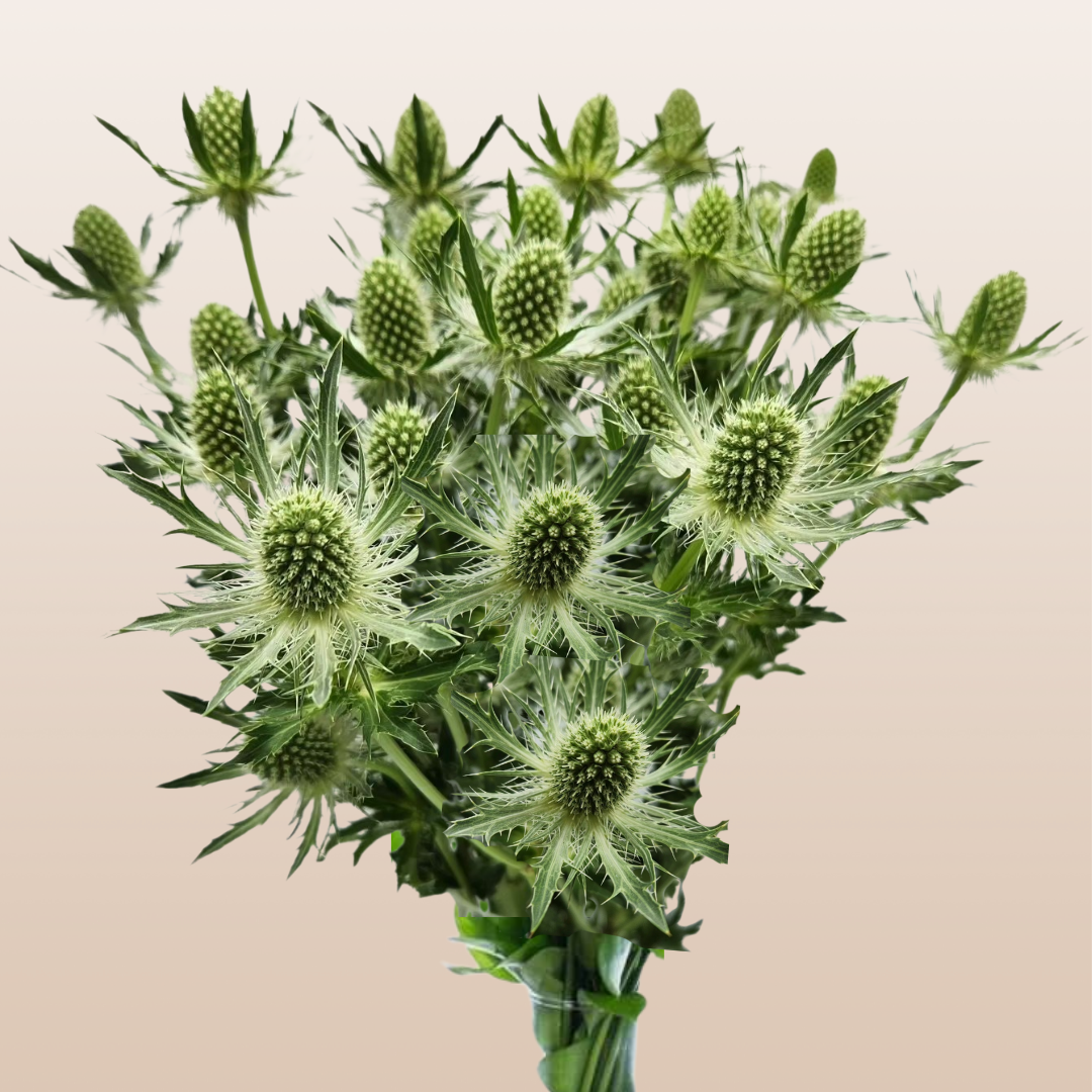 Eryngium White Lagoon