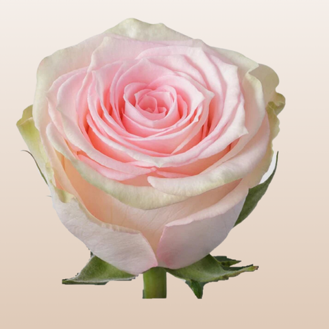 Esperance Roses