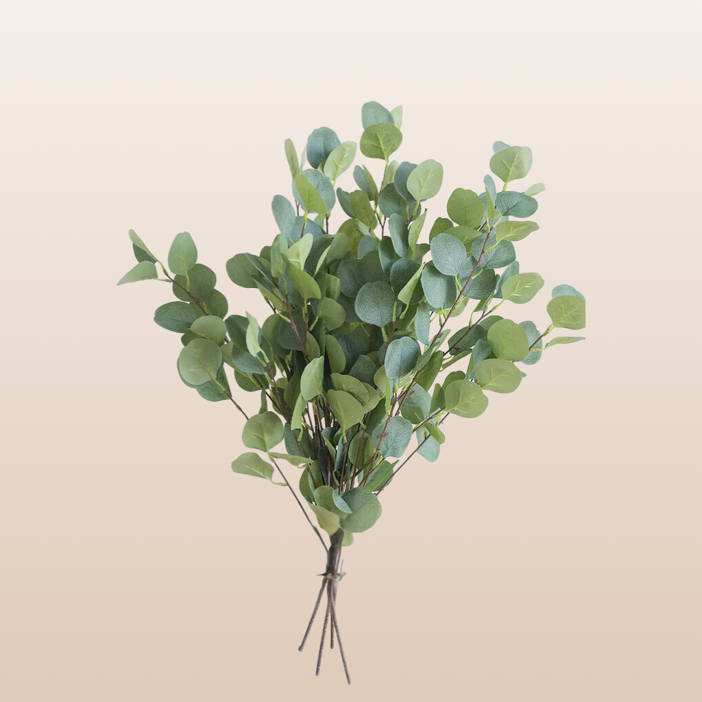 Eucalyptus Silver Dollar