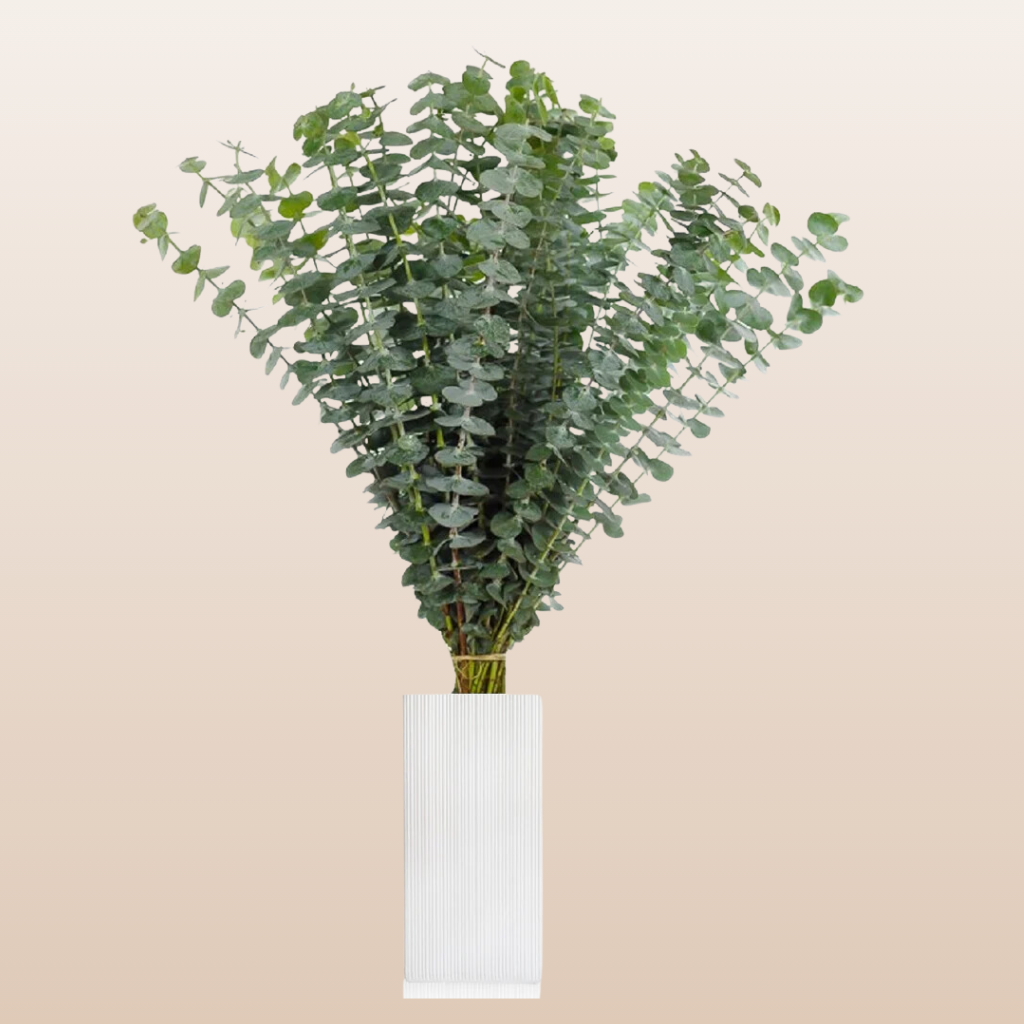 Eucalyptus True Blue