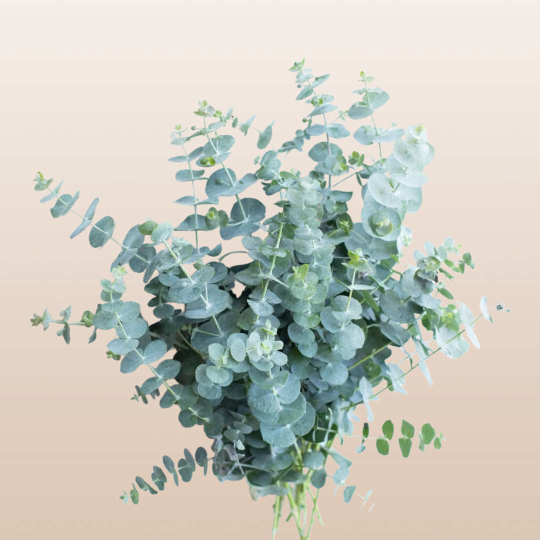 Eucalyptus Baby Blue