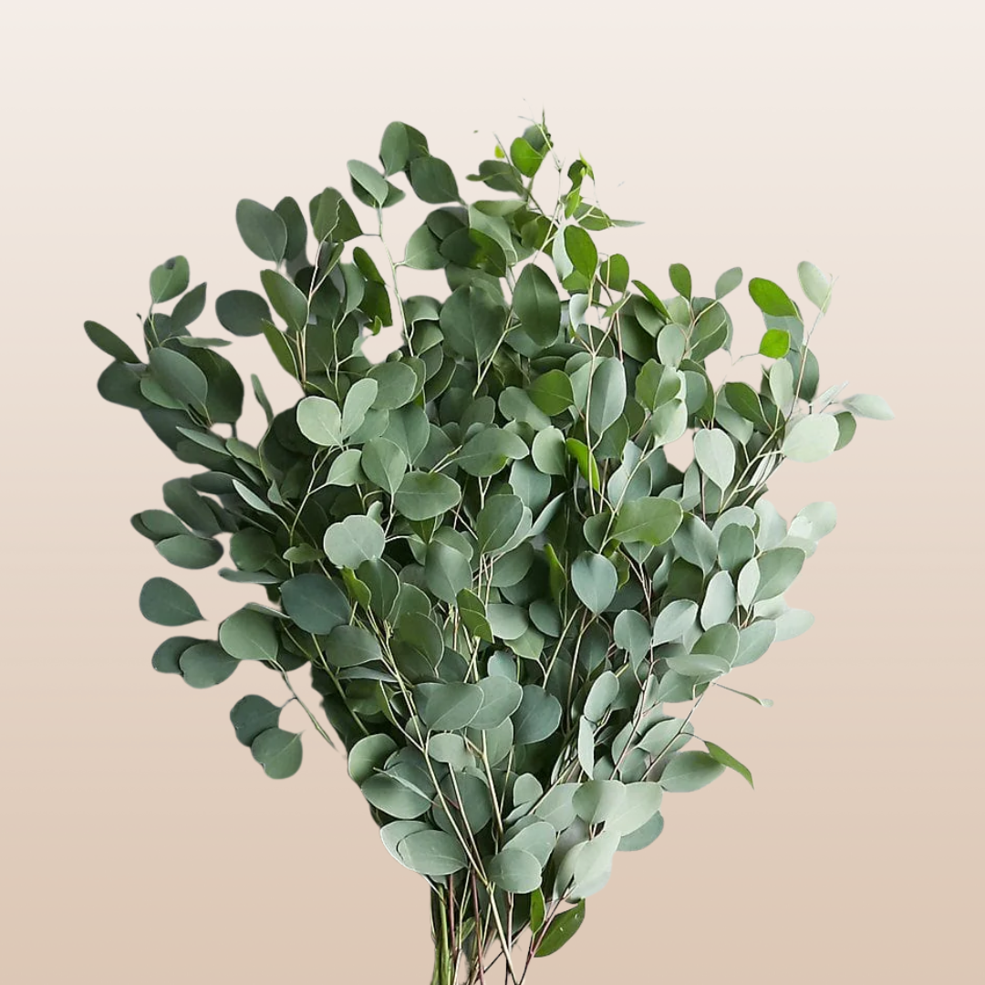 Eucalyptus Silver Dollar