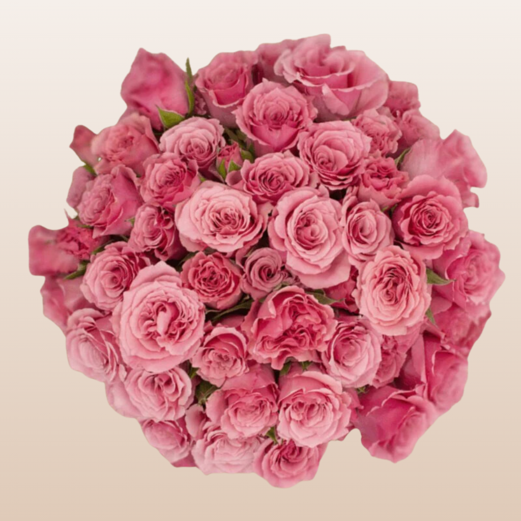 Pink Expression Spray Roses Eva Medium Pink Spray Rose | Free Delivery Near Me - EbloomsDirect