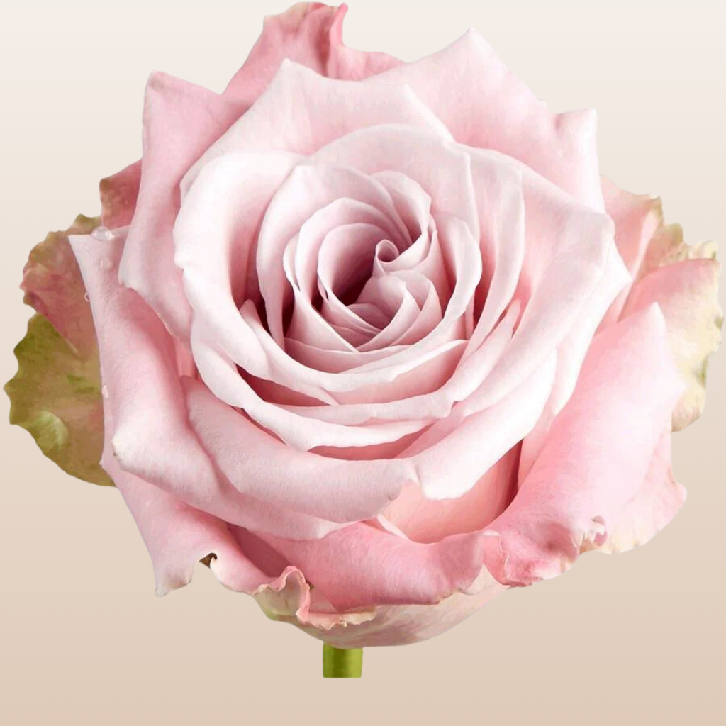 Faith Roses