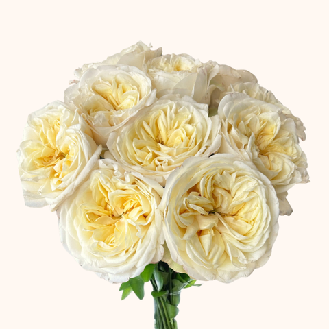 Fatima Garden Roses