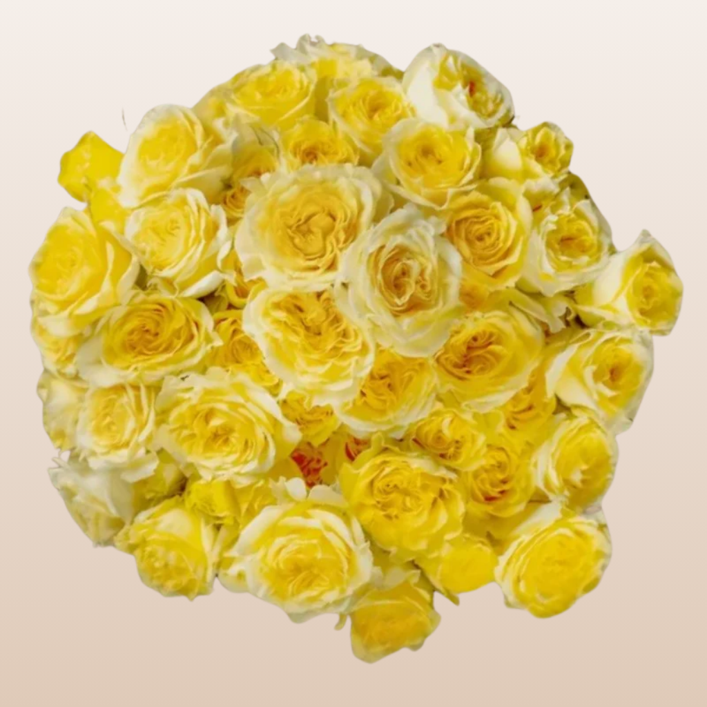Fibonacci Gioconda Yellow Spray Garden Roses