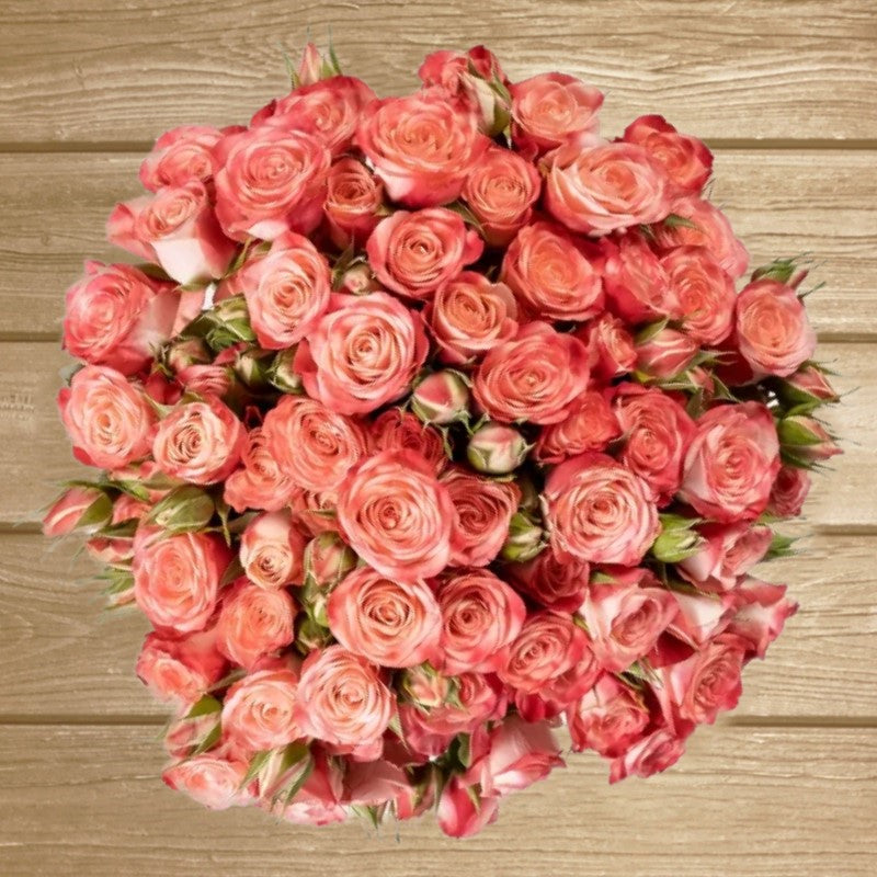 Fibonacci Spiral Bicolor Pink spray Rose - EbloomsDirect