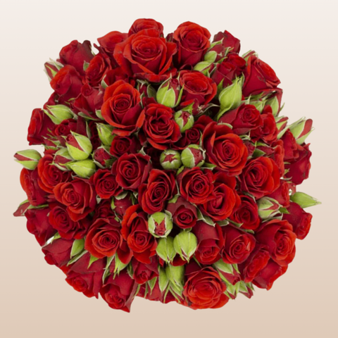 Fire King Red Spray Roses