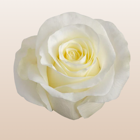 First Lady Roses