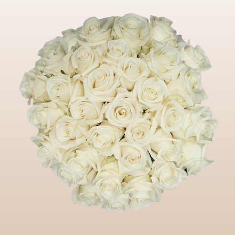 First Lady Roses