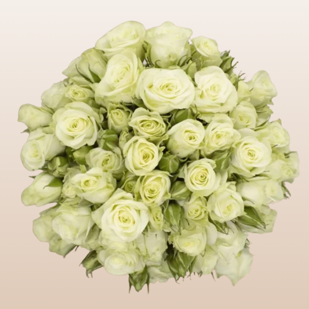 Floreana White Spray Roses