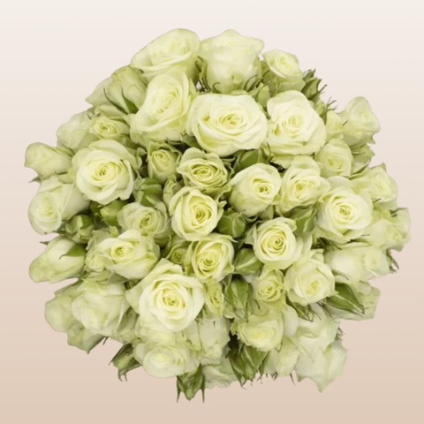 Floreana White Spray Roses
