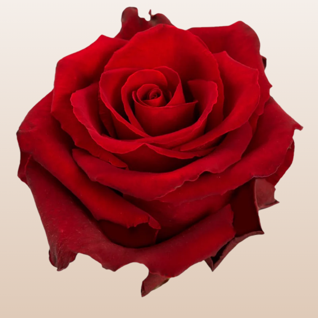Red Roses Images Long Stem Red Roses Bouquet 'Whispers Of Love'