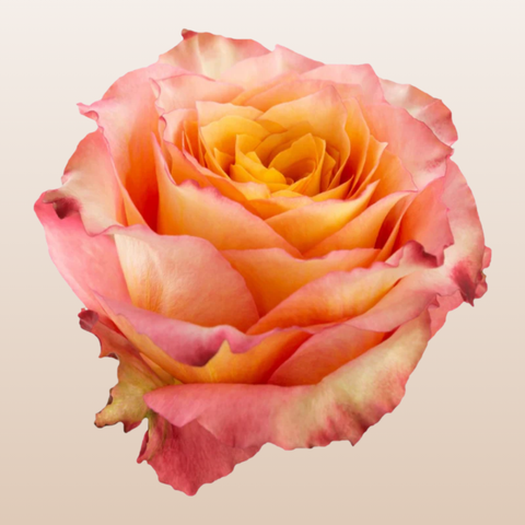 Free Spirit Roses