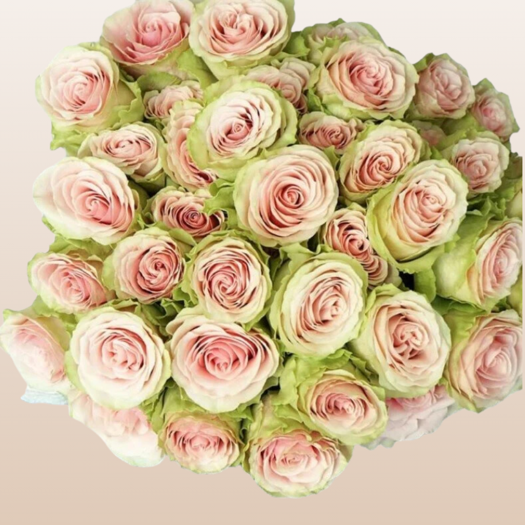 Two Green Roses Bunch Of Green Roses