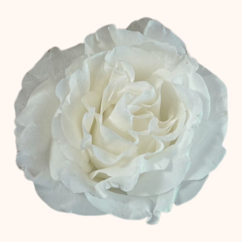 Full Moon Garden Roses