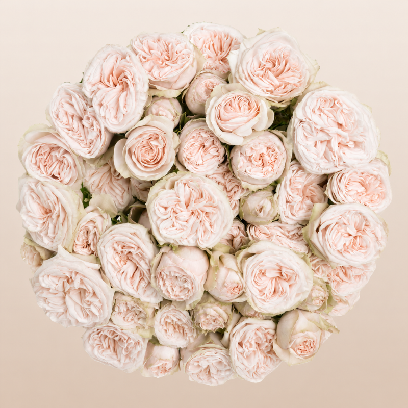 Gentle Trendsetter Spray Garden Roses