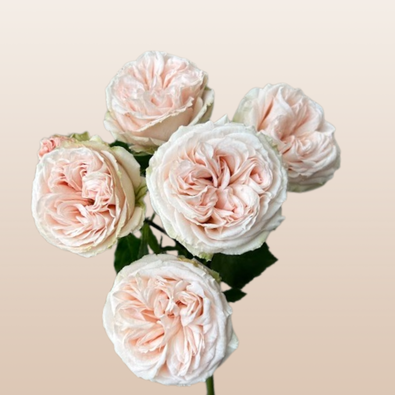 Gentle Trendsetter Spray Garden Roses