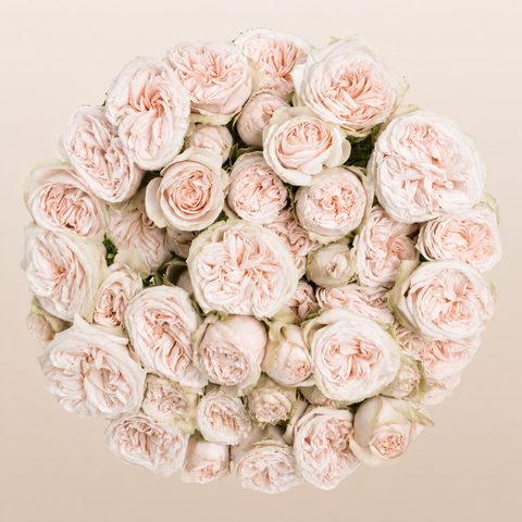 Gentle Trendsetter Spray Garden Roses
