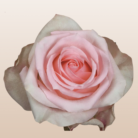 Pink rose closeup beige background | EbloomsDirect