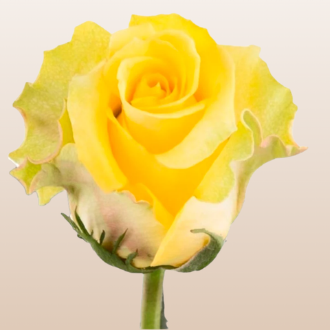 Gospel Roses