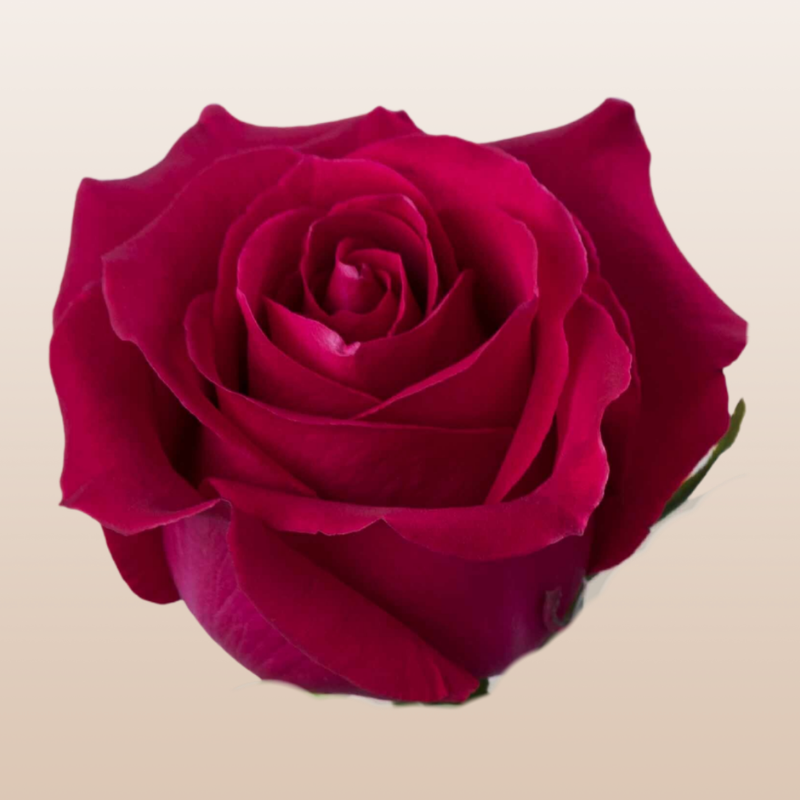 Red rose closeup beige background | EbloomsDirect