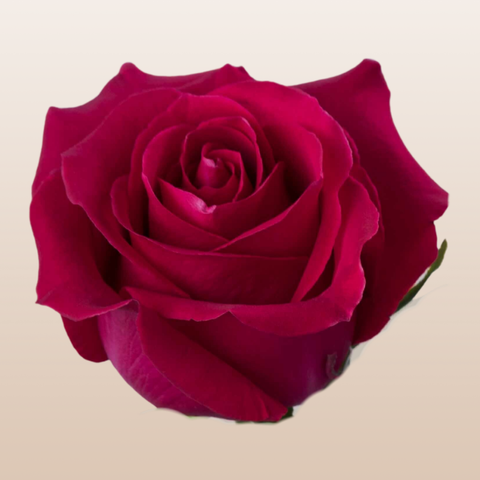 Red rose closeup beige background | EbloomsDirect