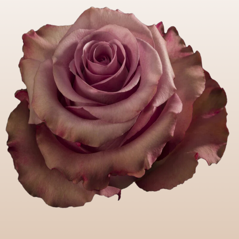 Govinda Roses