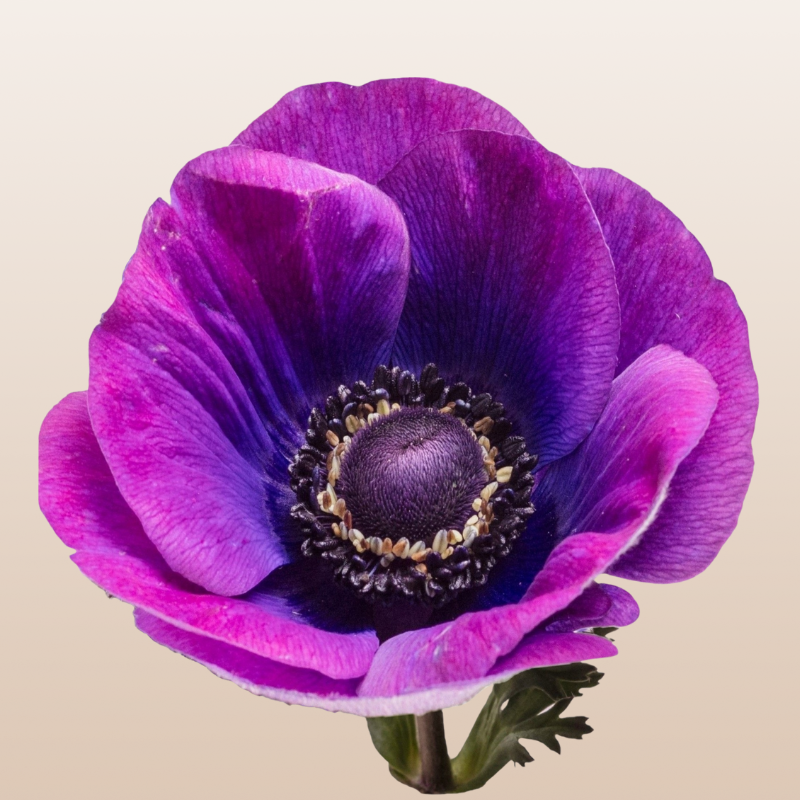 Anemones Grape Purple