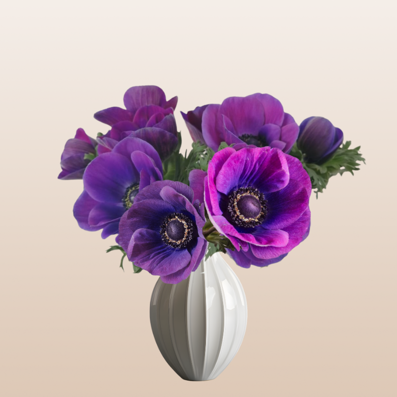 Anemones Grape Purple