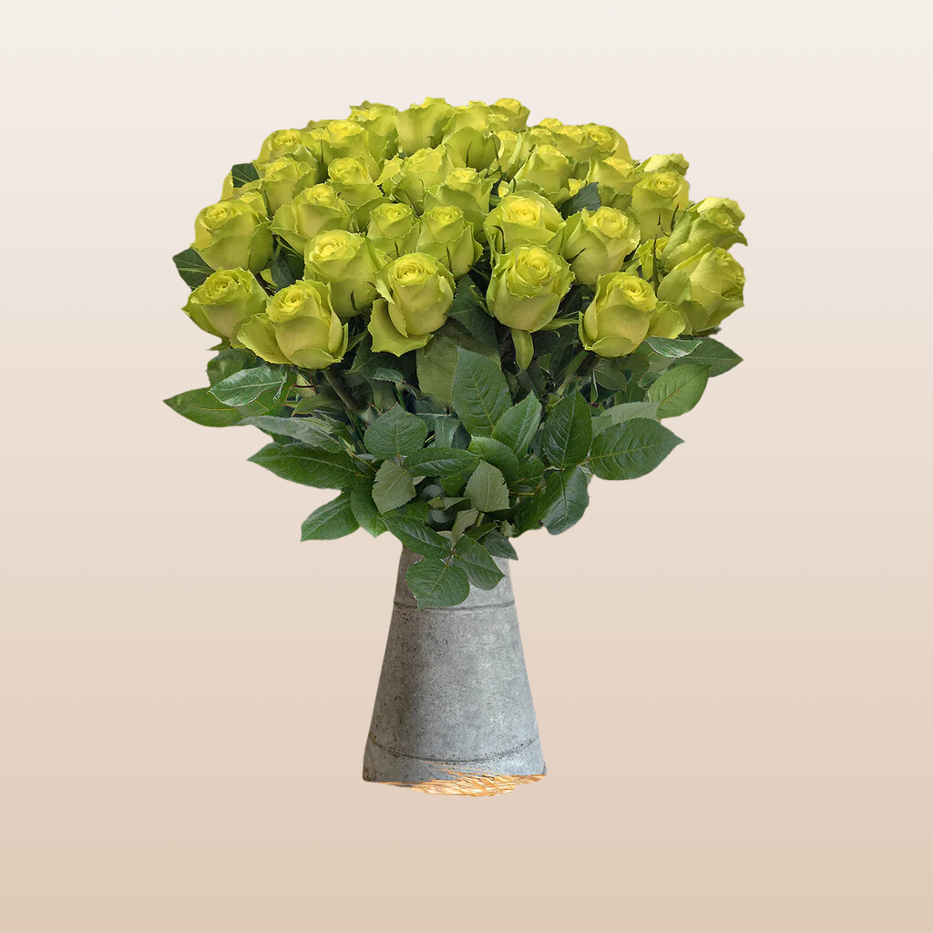 Green Roses Images A Single Red Rose Is Shown In A Green Background