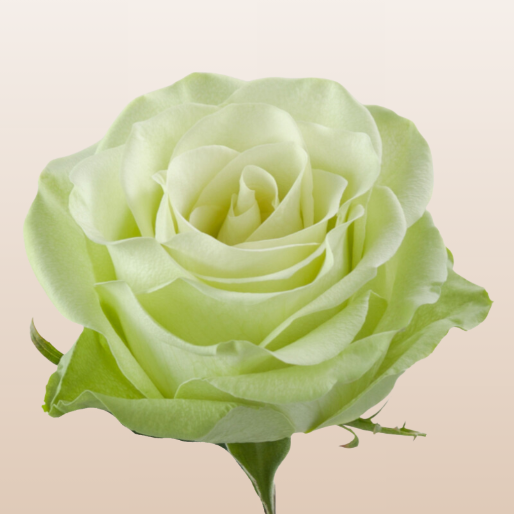 Green Pink Tea Roses Green Tea Roses – EbloomsDirect