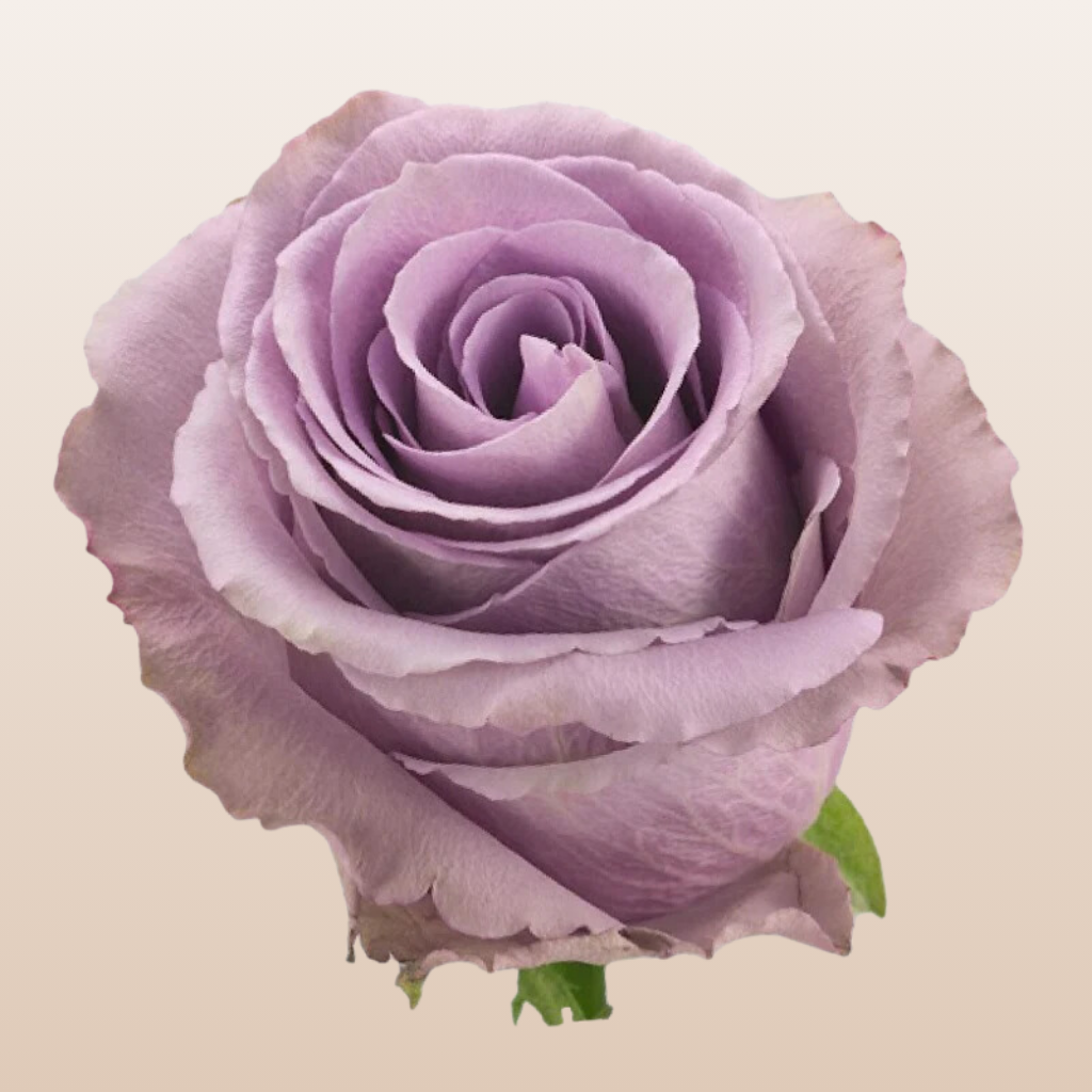 Grey Knights Roses