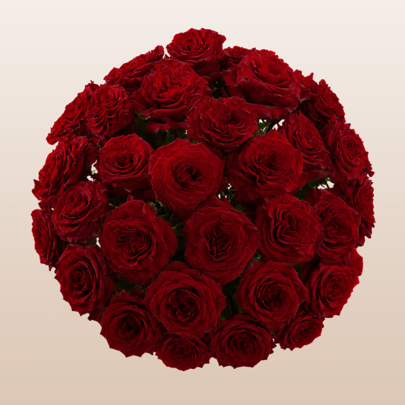 Premium Hearts Red roses with deep velvety red blooms harvested fresh in Ecuador for weddings, romantic bouquets, and floral arrangements.