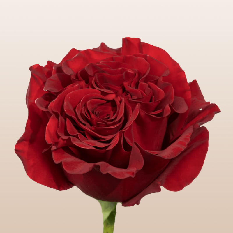 Premium Hearts Red roses with deep velvety red blooms harvested fresh in Ecuador for weddings, romantic bouquets, and floral arrangements.