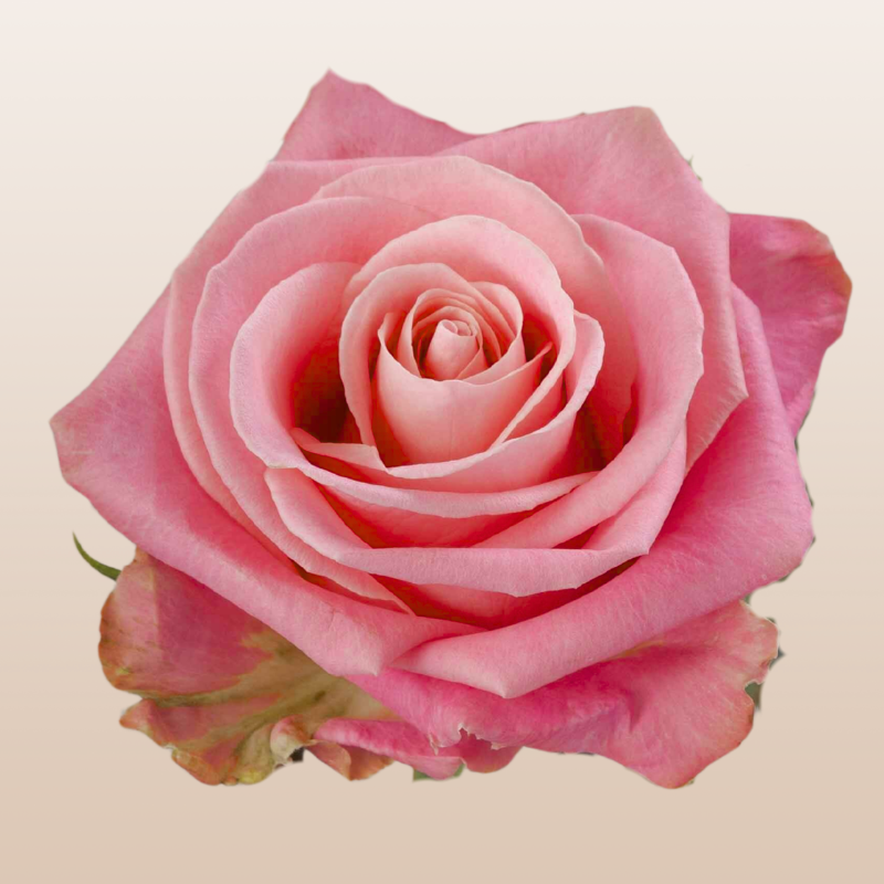 Hermosa Roses