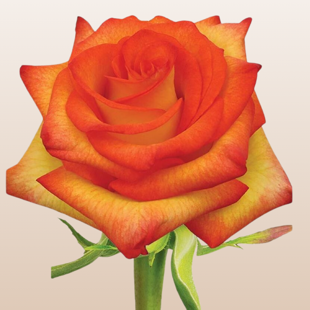 Sun Magic Roses High & Magic Roses – EbloomsDirect