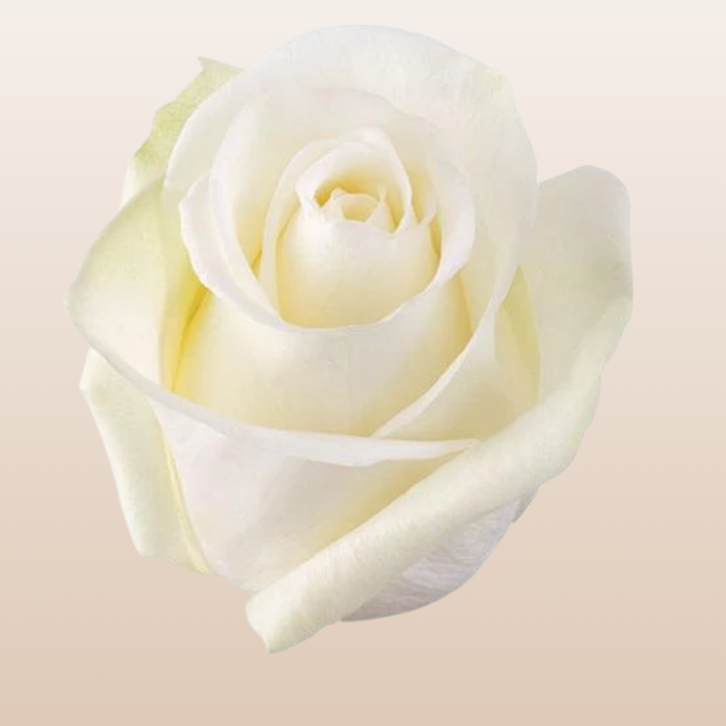 High & Pure Roses