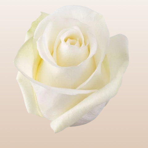 High & Pure Roses