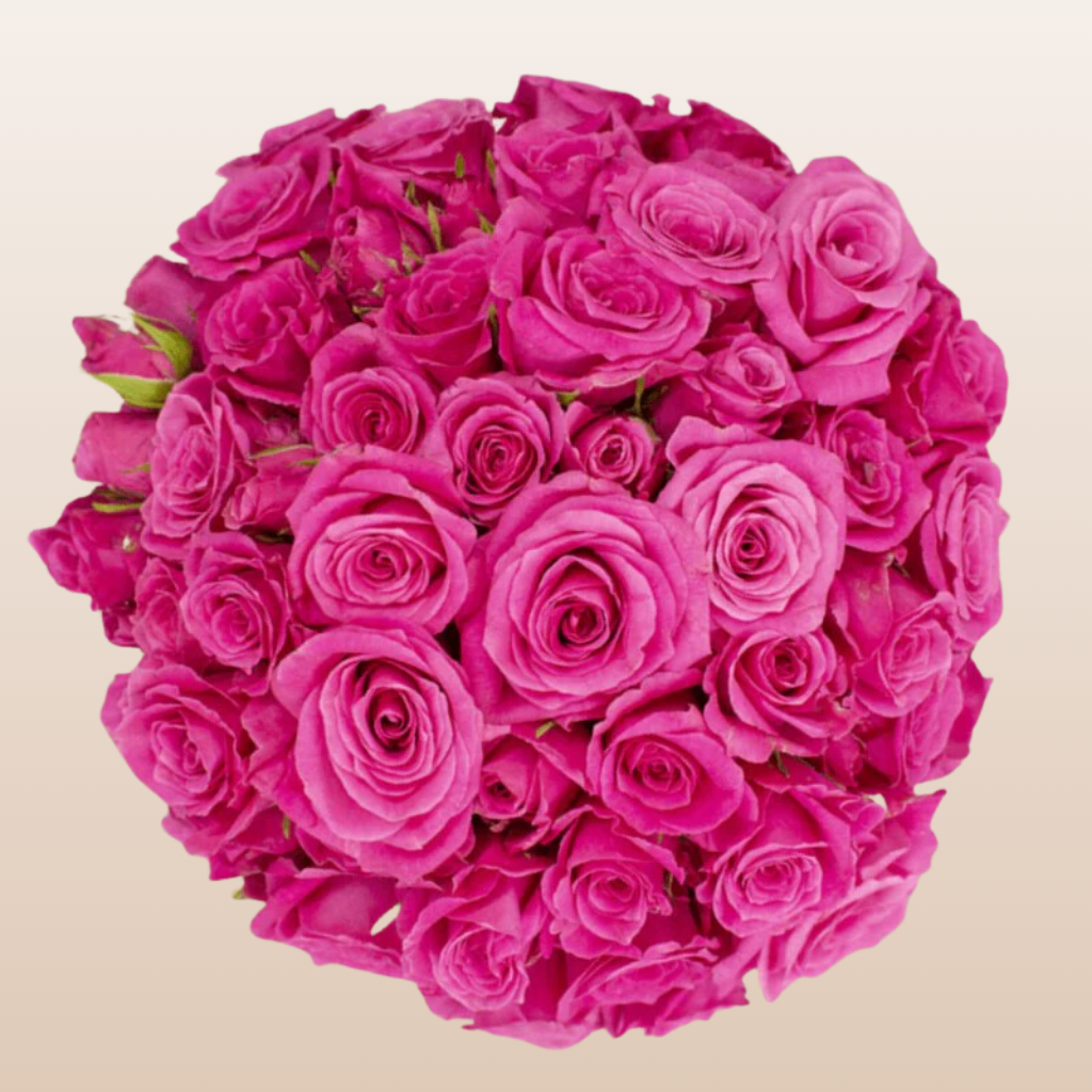 Hot Pink Folies Spray Roses