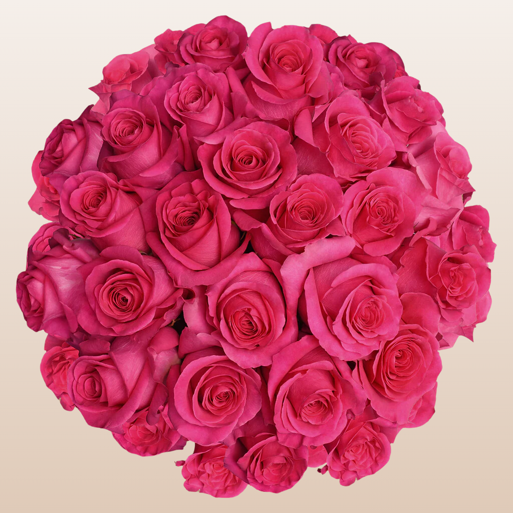 Hot Pick Roses Roses Hot Pink – EbloomsDirect