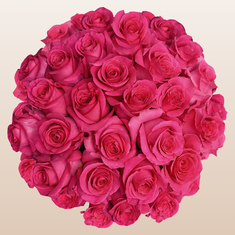 Hot Pink Roses