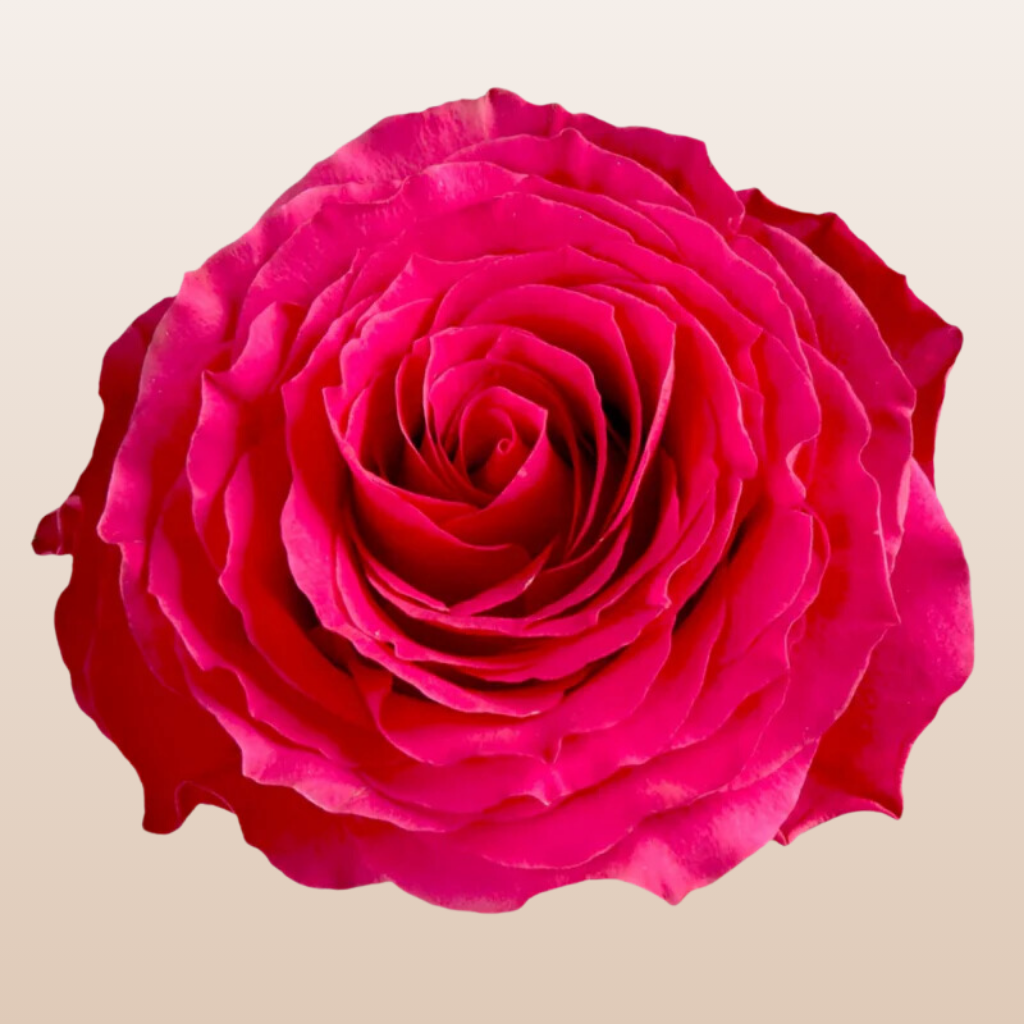 HotSpot Roses